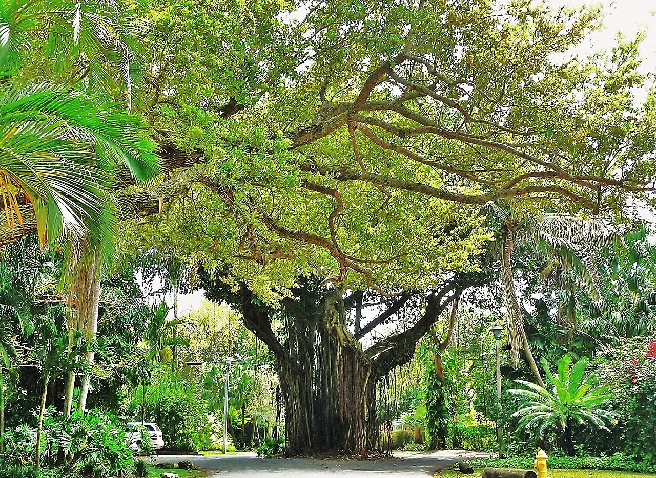 Banyan tree on a Coconut Grove street, archival photograph from 2010