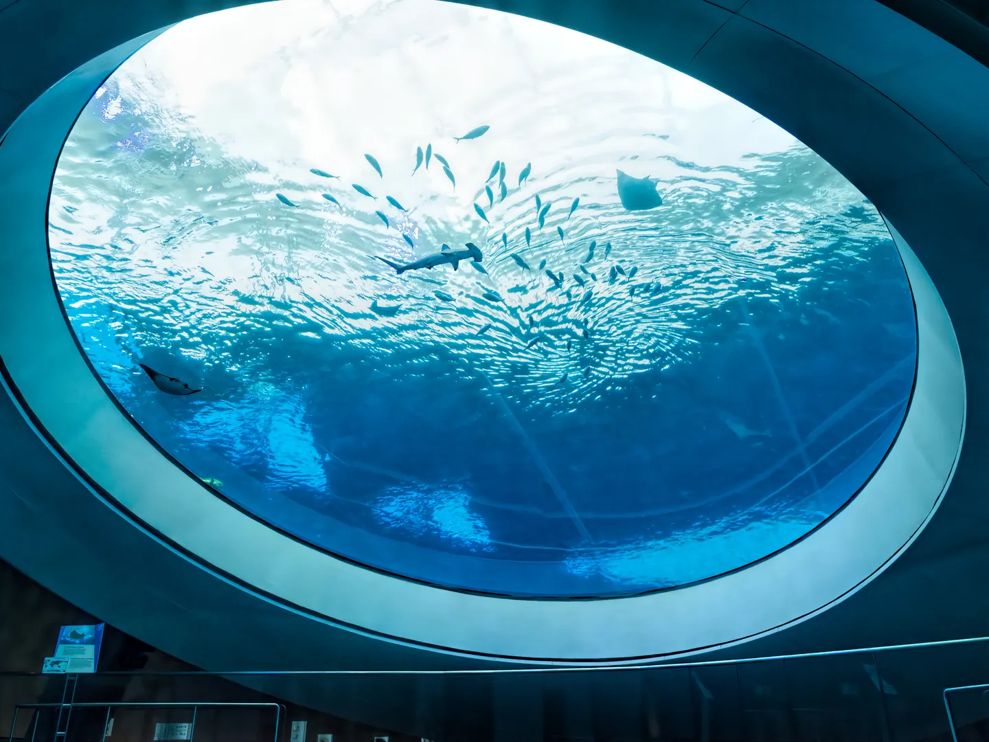 Blue aquarium oculus at the Frost Science Museum in Miami